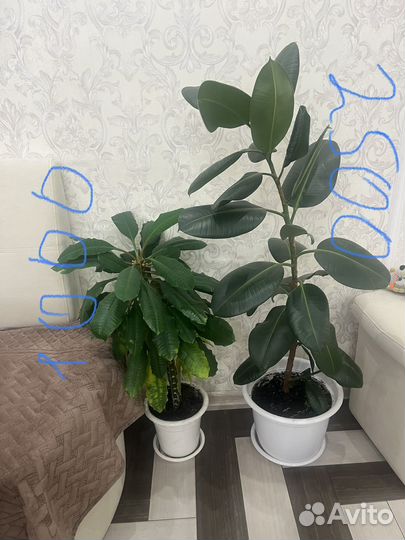 Комнатные растения