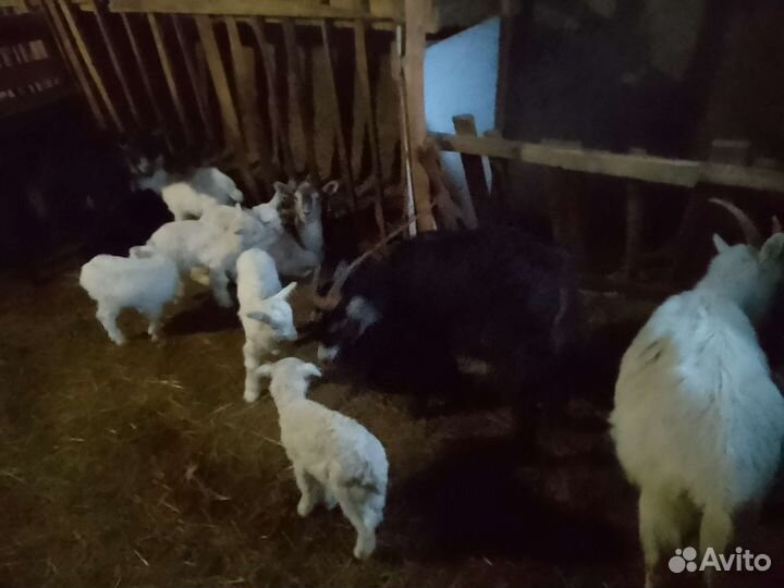 Продам коз с козлятами