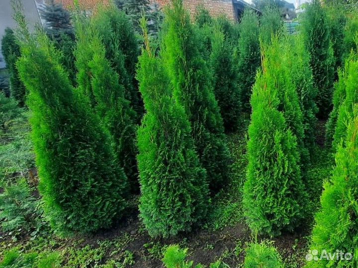 Туя западная Смарагд 1.6м пышная