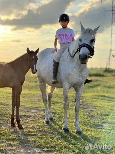 Жеребенок от чкв