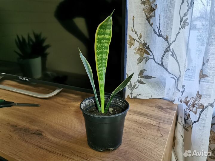 Сансевиерия