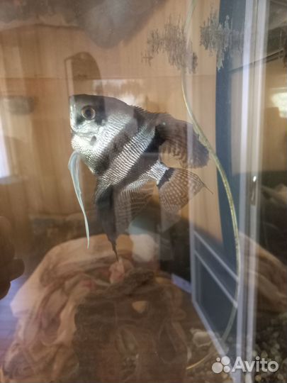 Аквариумные рыбки отдам бесплатно