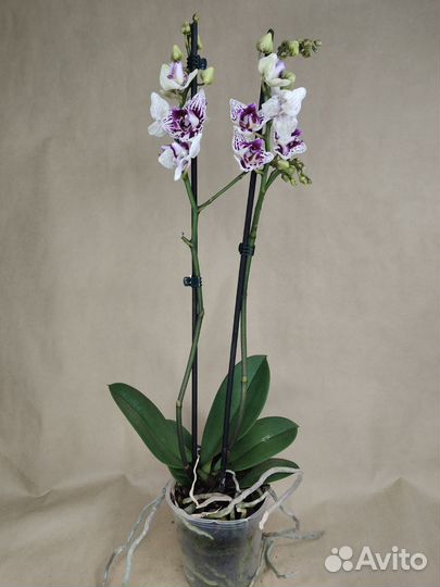 Орхидея
