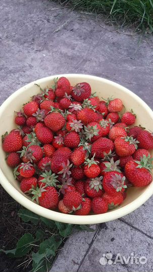 Рассада клубники