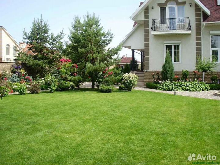 Рулонный газон мятлик