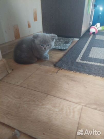 Британский котенок