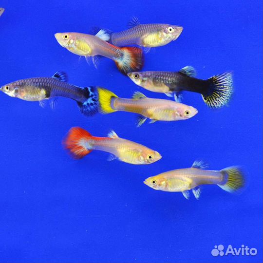 Аквариумные рыбки гуппи