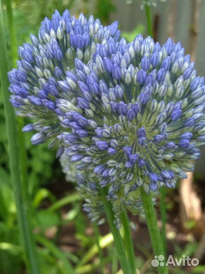 Декоративные луки и Орнитогалум