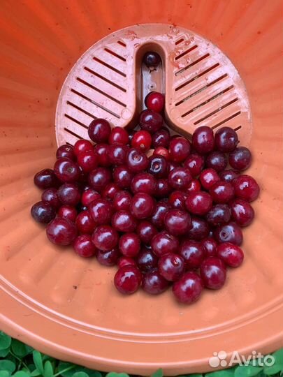 Саженцы вишни кустовой