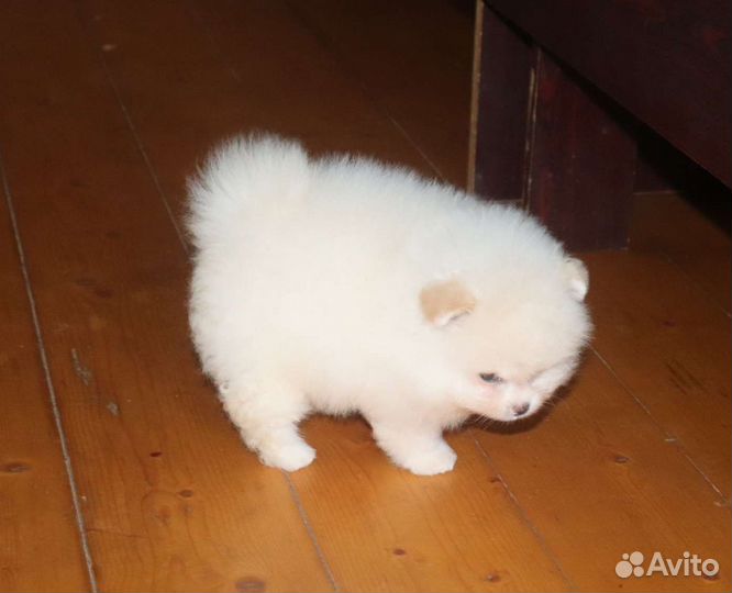 Шпиц белая девочка