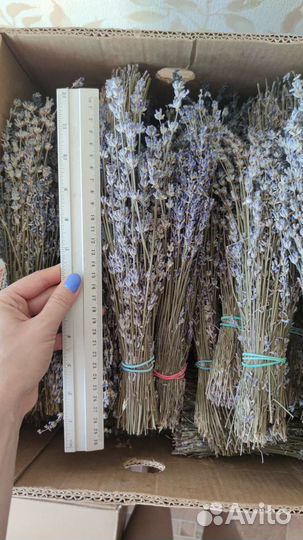 Лаванда сухоцвет
