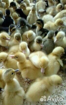 Утята башкирские