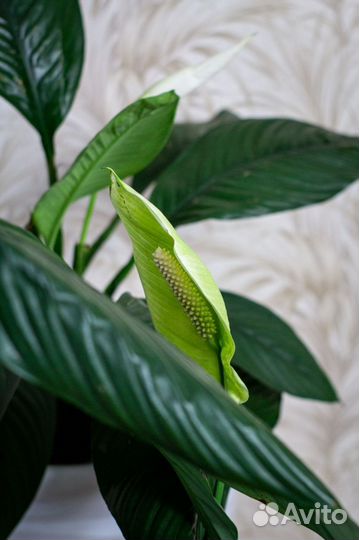 Комнатные цветы \ Спатифиллум \ Женское счастье