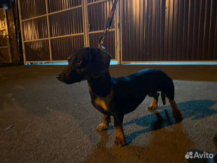 Такса в добрые руки