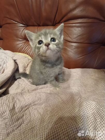 Серый котенок девочка