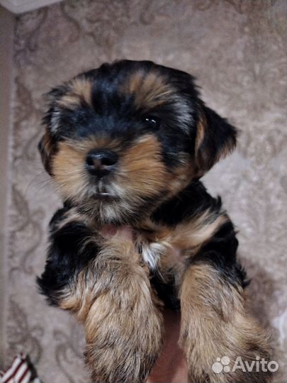 Йоркширский терьер