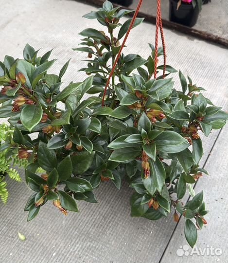 Нематантус