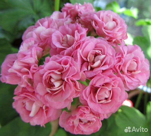 Пеларгония Australien Pink Rosebud