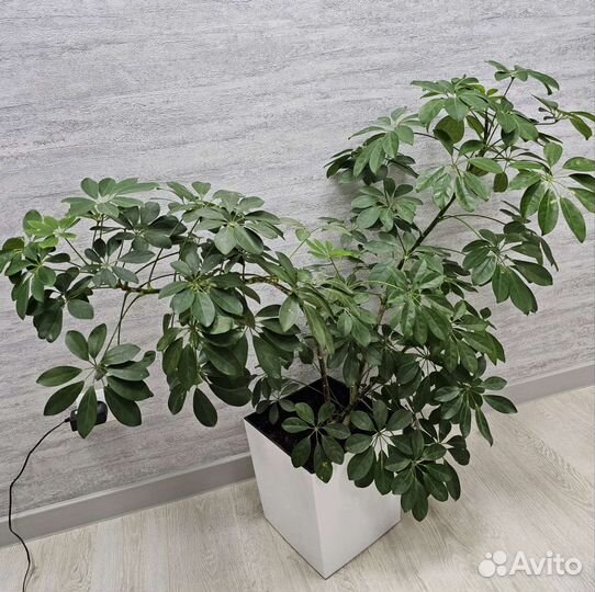 Комнатные цветы шефлера