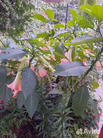 Укорененные черенки Бругмансии