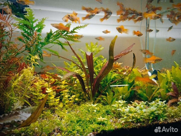 Аквариумные рыбки
