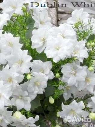 Кампанула в ассортименте