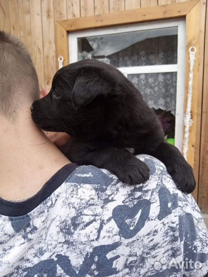 Собака лабрадор