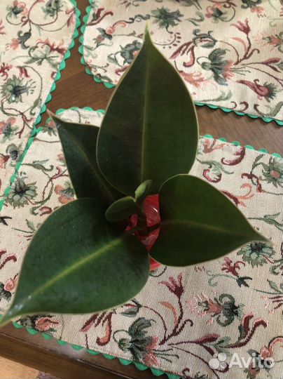 Комнатные цветы