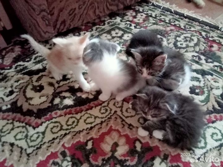 Шотландские котята