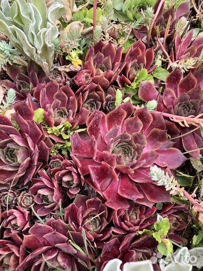 Молодило каменная роза