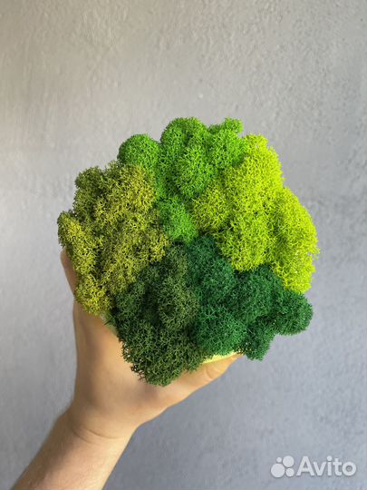 Стабилизированный мох, 1 кг, цвет Оливковый