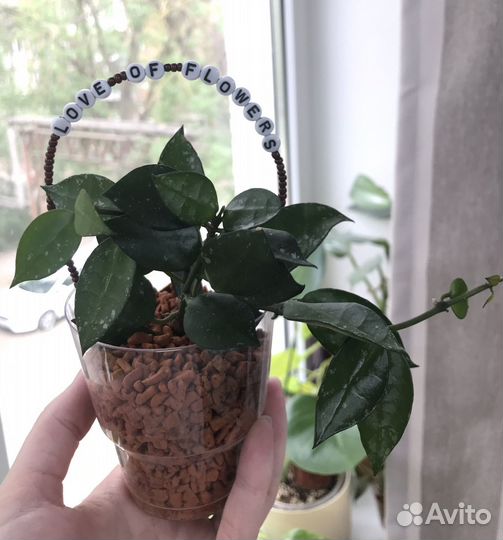 Комнатные цветы