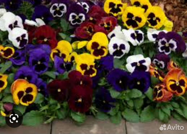 Рассада виолы