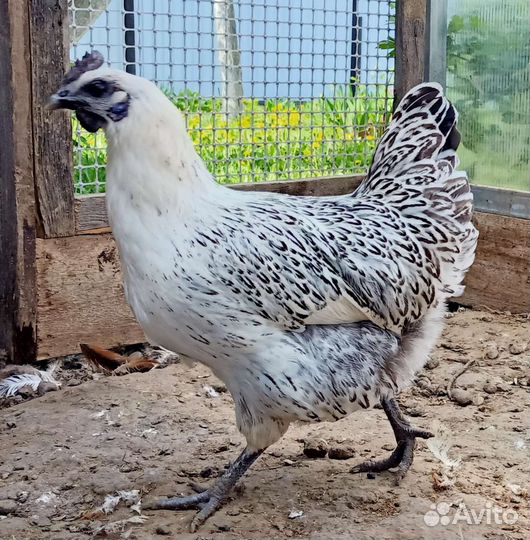 Лакеданзи серебро инкубационное яйцо