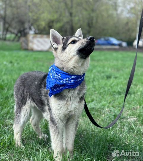 Милый щенок Север ищет дом