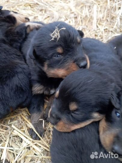 Щенки ротвейлера