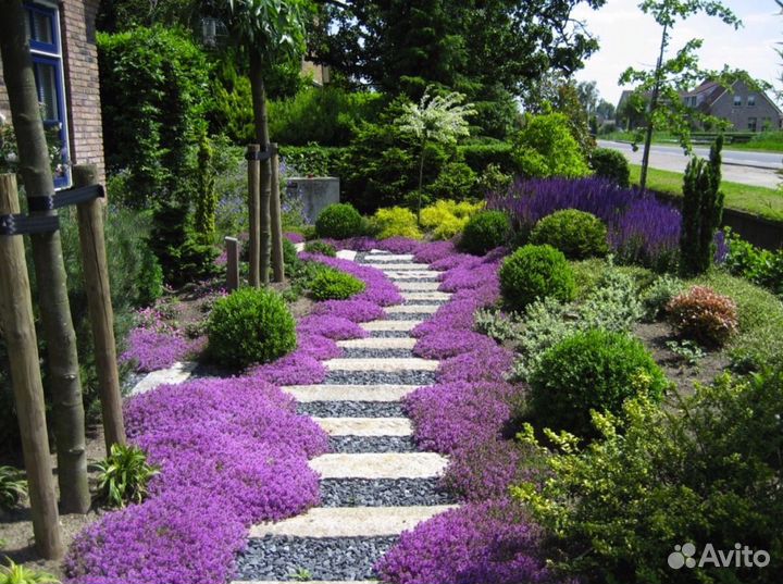 Чабрец / тимьян / ползучий