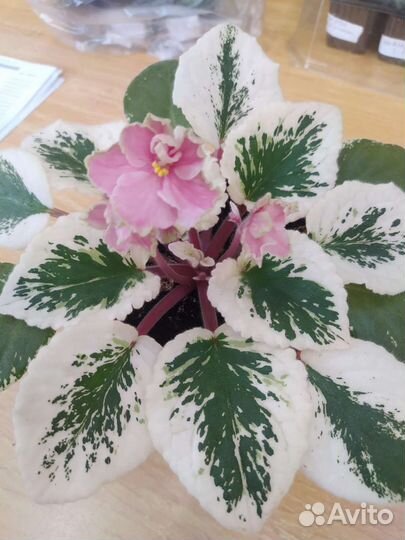 Фиалки сортовые 100