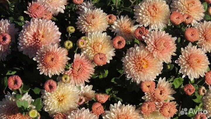 Хризантема корейская,мультифлора
