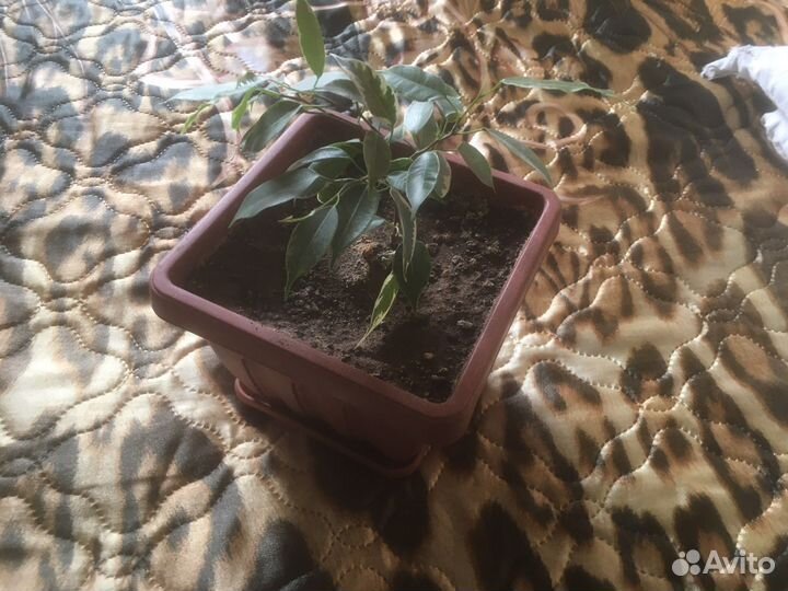 Фикус бенджамина