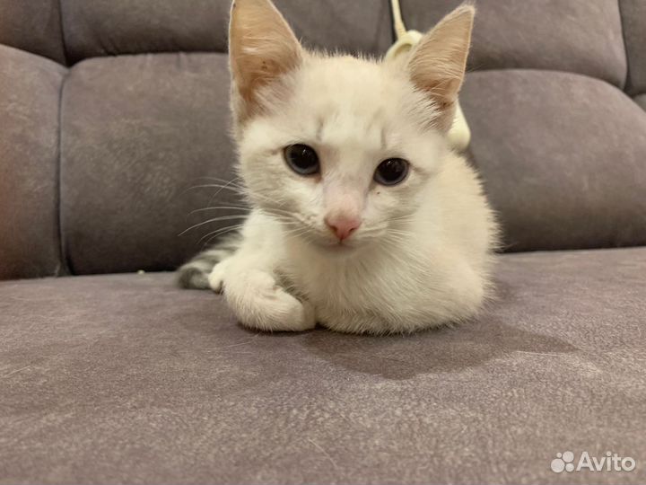 Отдам котенка в добрые руки