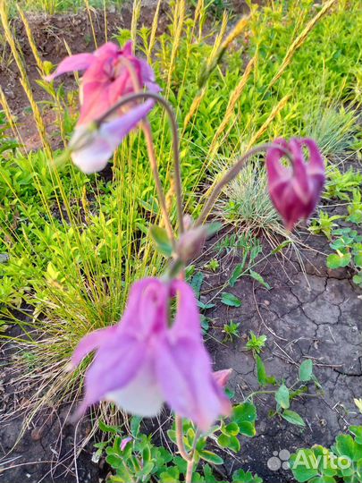 Аквилегия - водосбор