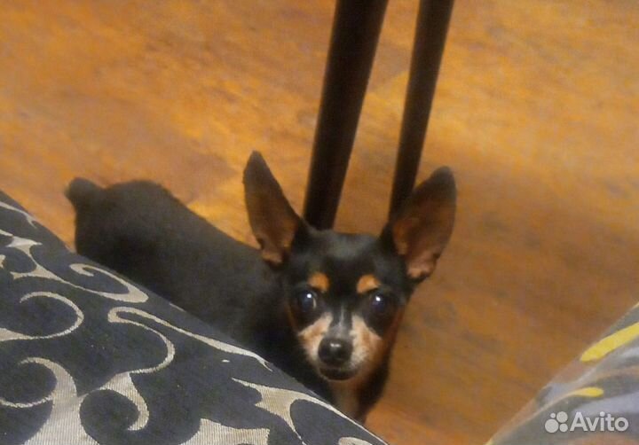 Собака мини той-терьер