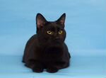 Черный красавец котик Найт ищет дом