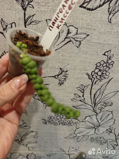 Дисхидия панголин киссес