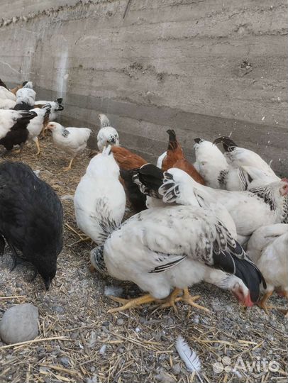 Курица домашняя. Молодые