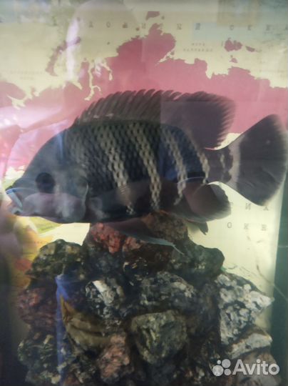 Рыба цихлида