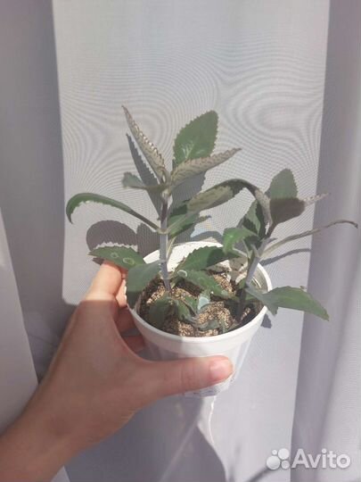 Каланхоэ лечебное