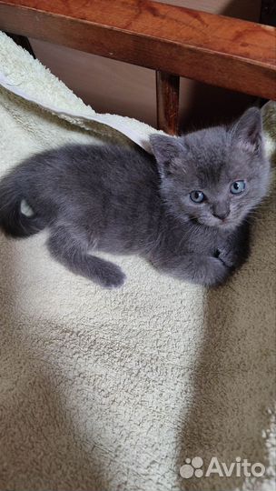 Кошечка маленькая в любящие руки