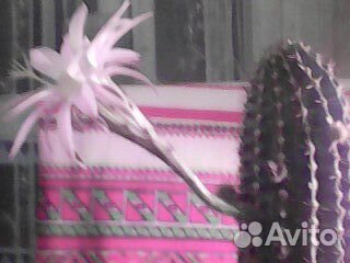 Кактусы и алоэ